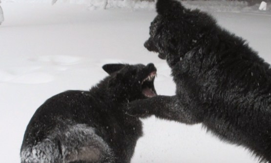 snow dogs 008 - Copy (2)