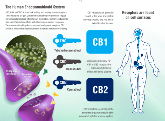 endocannabinoid system